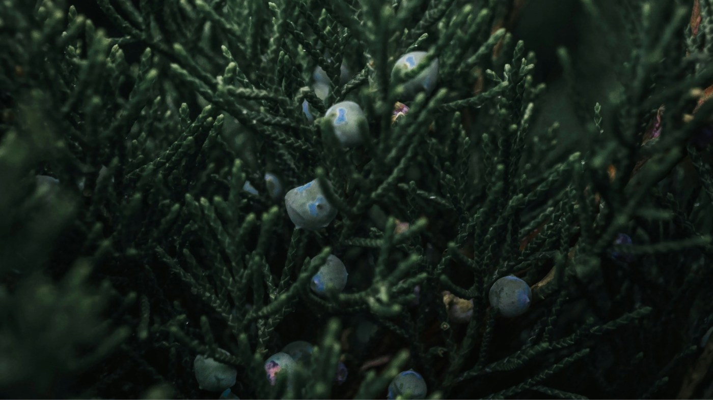 A juniper tree
