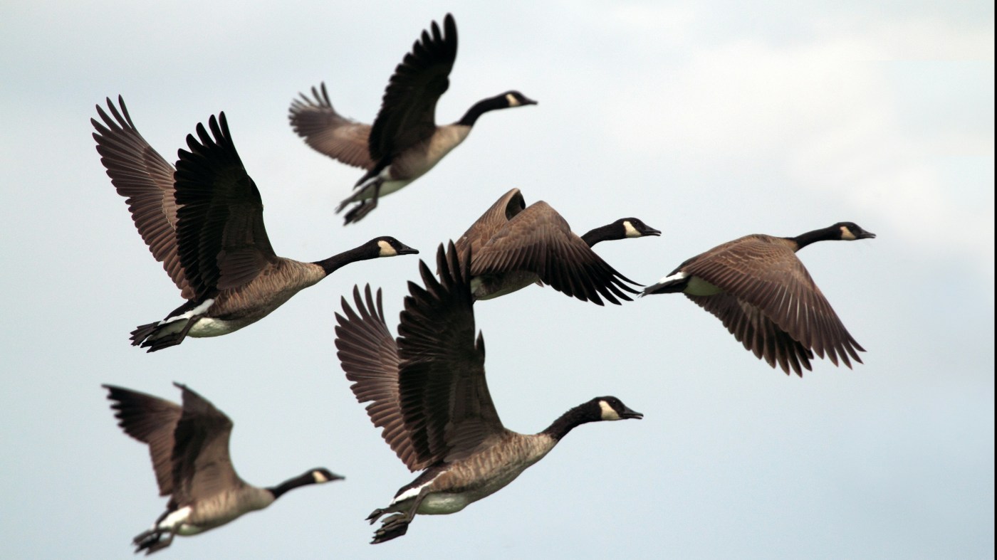 Des outardes volent dans le ciel bleu.
