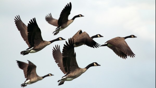 Des outardes volent dans le ciel bleu.
