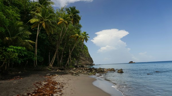 L'origine des cocotiers.