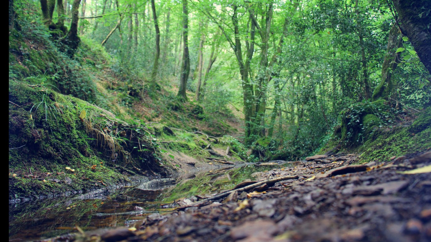 La forêt de Brocéliande, Bretagne.