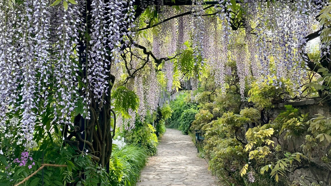 The Wisteria Princess.