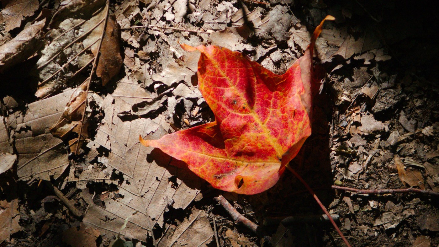 Les feuilles d'érable rouges en automne.
