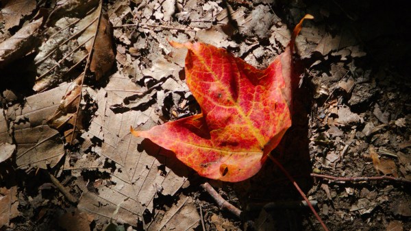 Les feuilles d'érable rouges en automne.