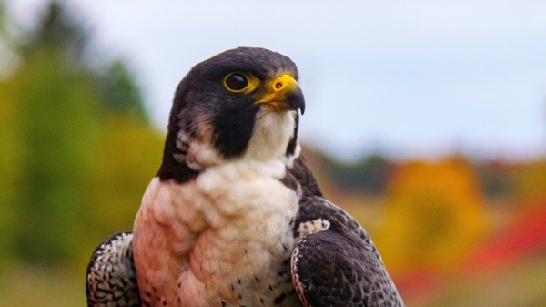 Le château de Comorre.