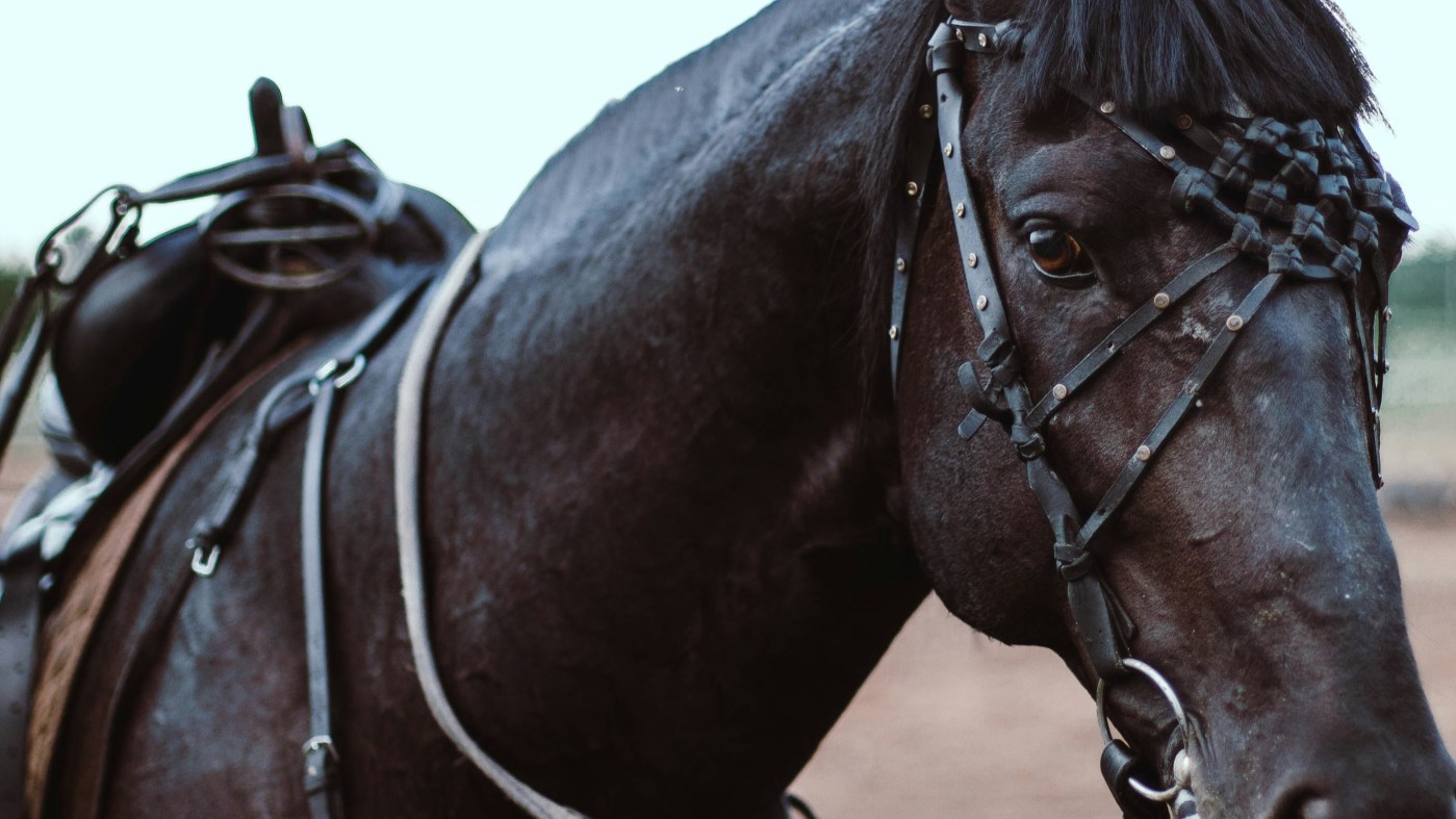 Le cheval noir bâtisseur.