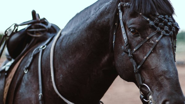 Le cheval noir bâtisseur.
