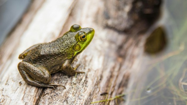Le langage des bêtes.