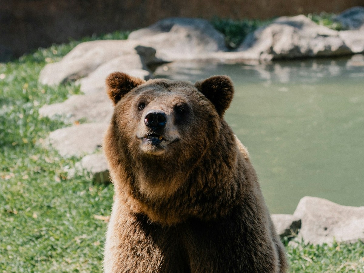 John Bear — Obscure Fairy&nbsp;Tales