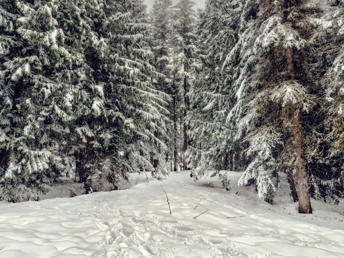 Morozko — Contes de fée&nbsp;méconnus