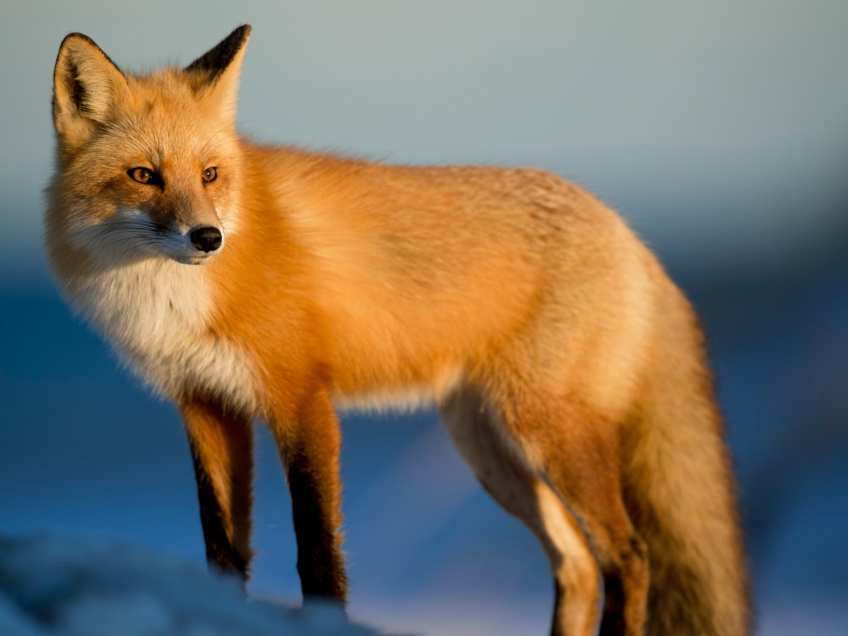 Le renard et le chat — Contes de fée&nbsp;méconnus