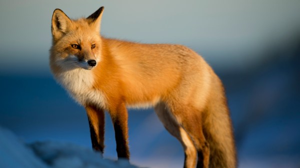 Le renard et le chat.