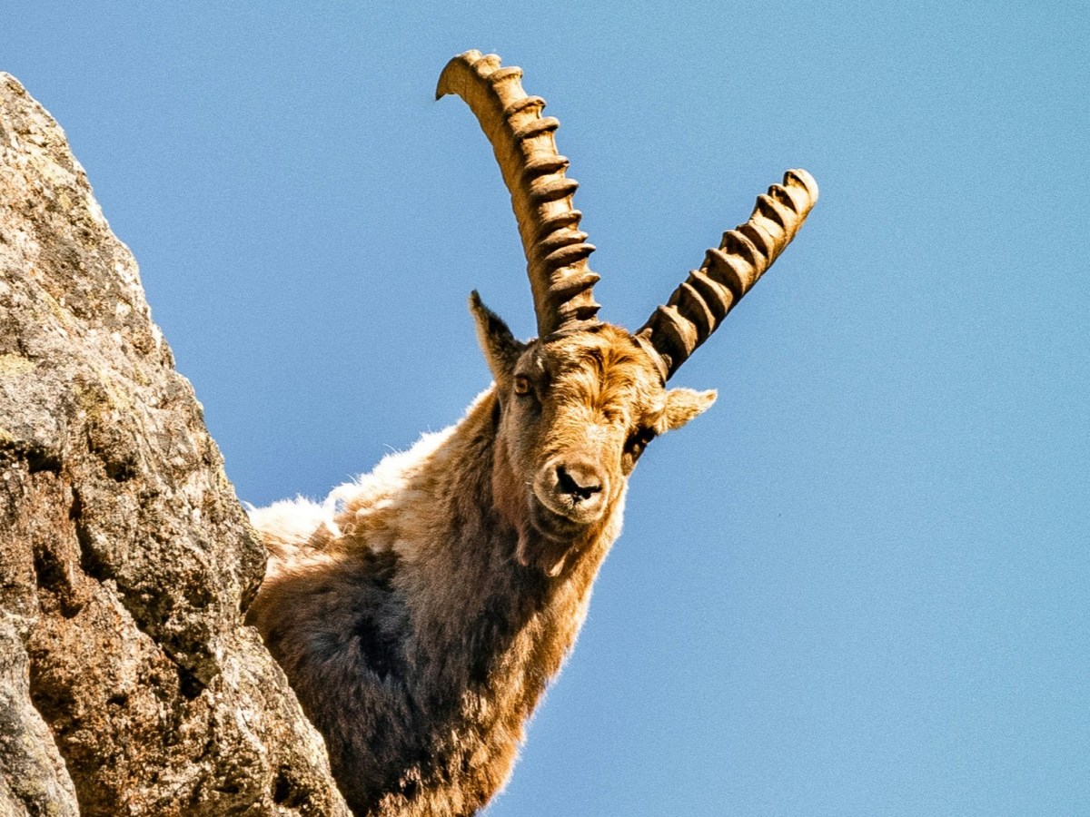 Compère Lapin et Compère Bouc — Contes de fée&nbsp;méconnus