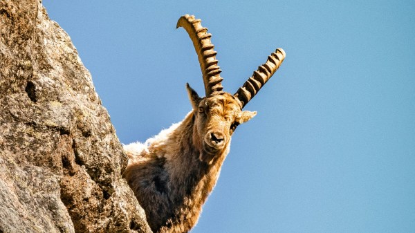 Compère Lapin et Compère Bouc.