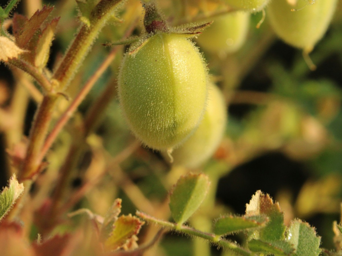 L’homme au pois — Contes de fée&nbsp;méconnus