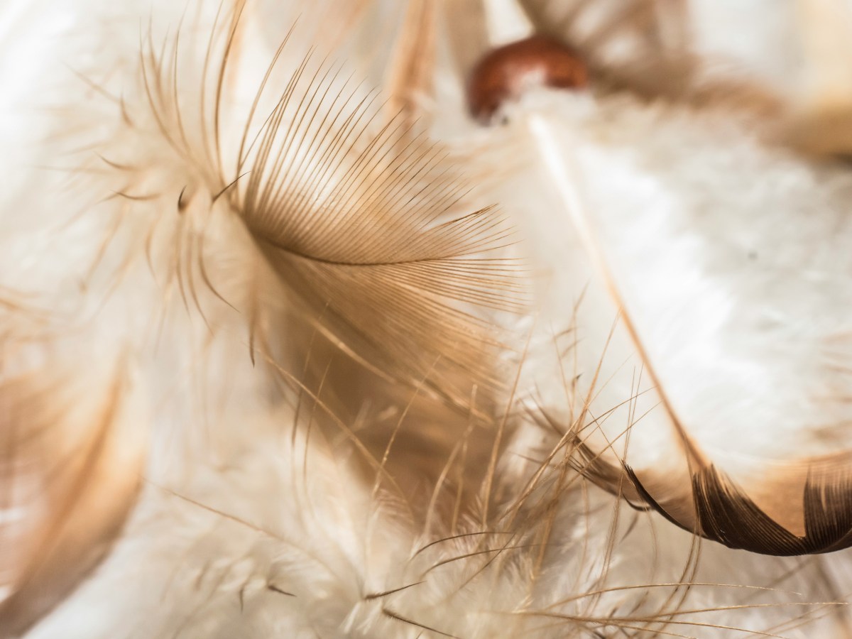 The Three Feathers — Obscure Fairy&nbsp;Tales