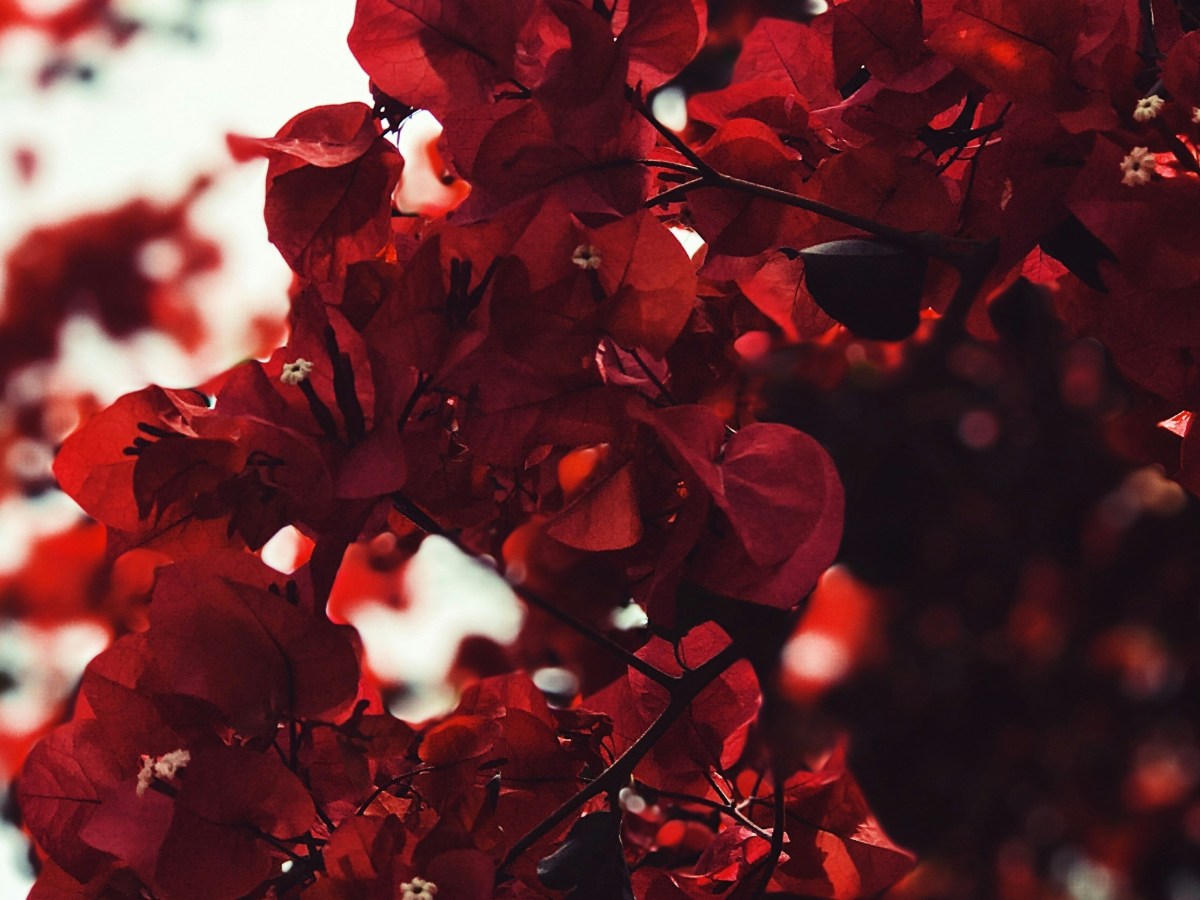 L’arbre aux fleurs rouges — Contes de fée&nbsp;méconnus