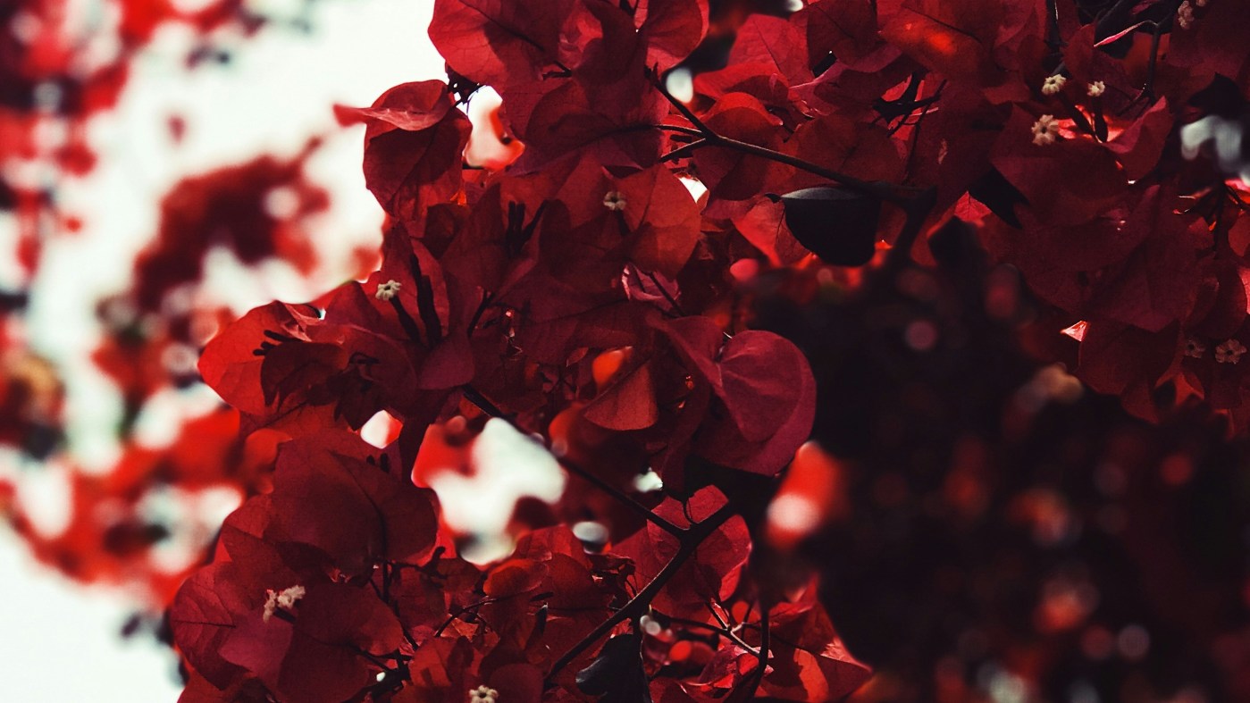 L'arbre aux fleurs rouges.