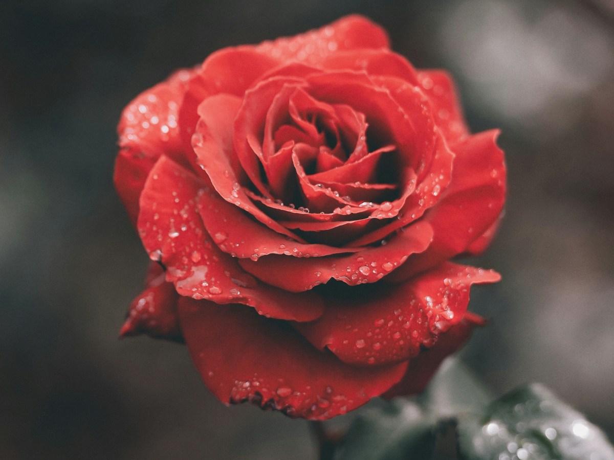 Fundevogel et Lenchen — Contes de fée&nbsp;méconnus