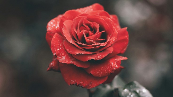 Fundevogel et Lenchen — Contes de fée&nbsp;méconnus