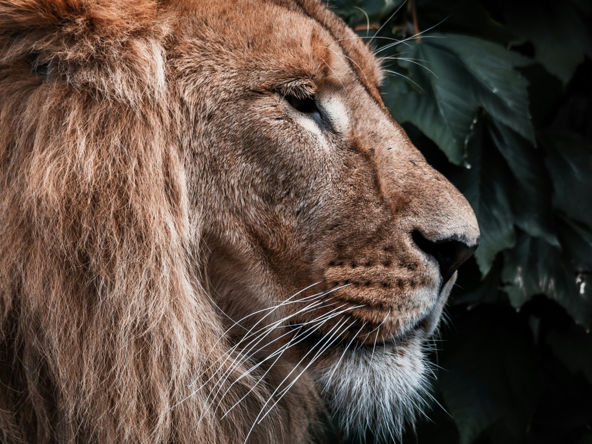 Anansi et le lion — Contes de fée&nbsp;méconnus