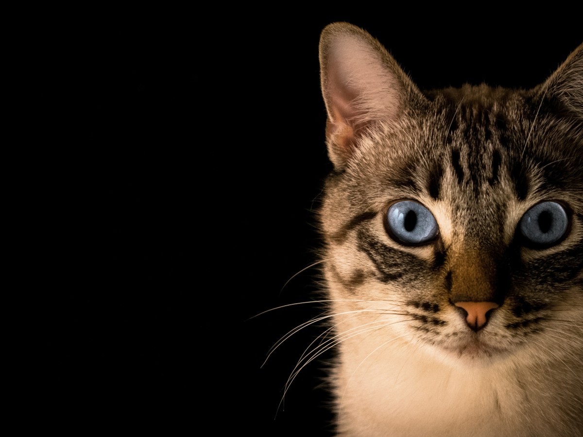 Le partenariat du chat et de la souris — Contes de fée&nbsp;méconnus